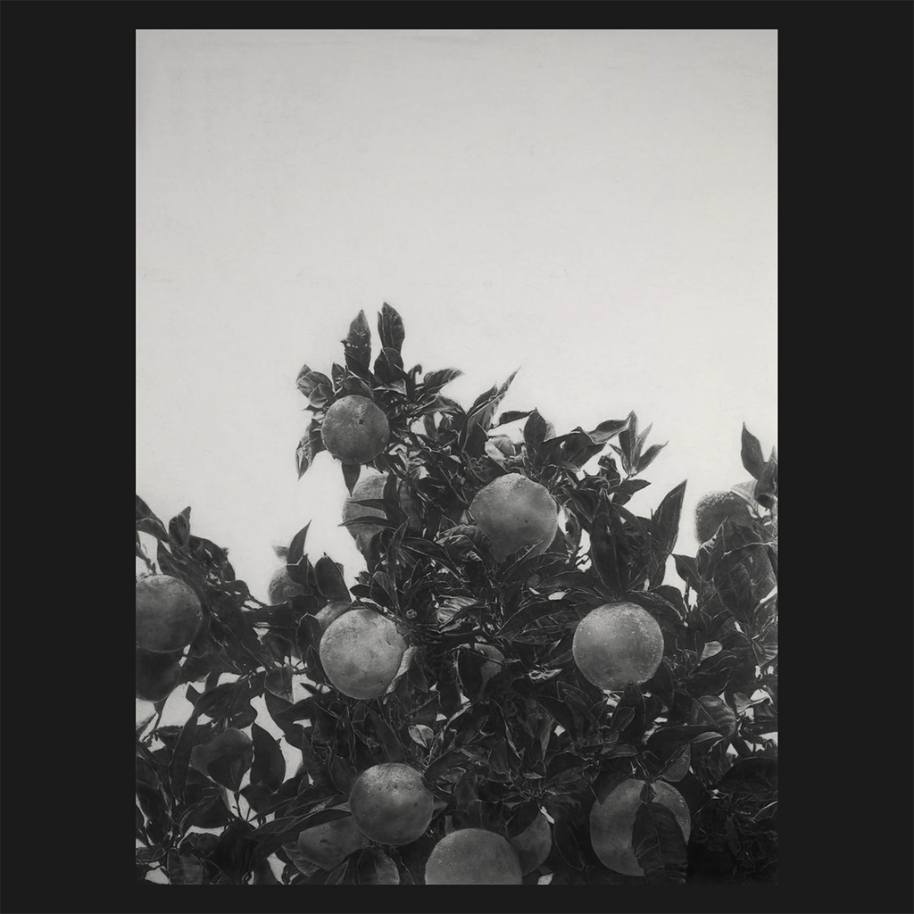 Black and white photorealistic drawing of oranges on a tree branch