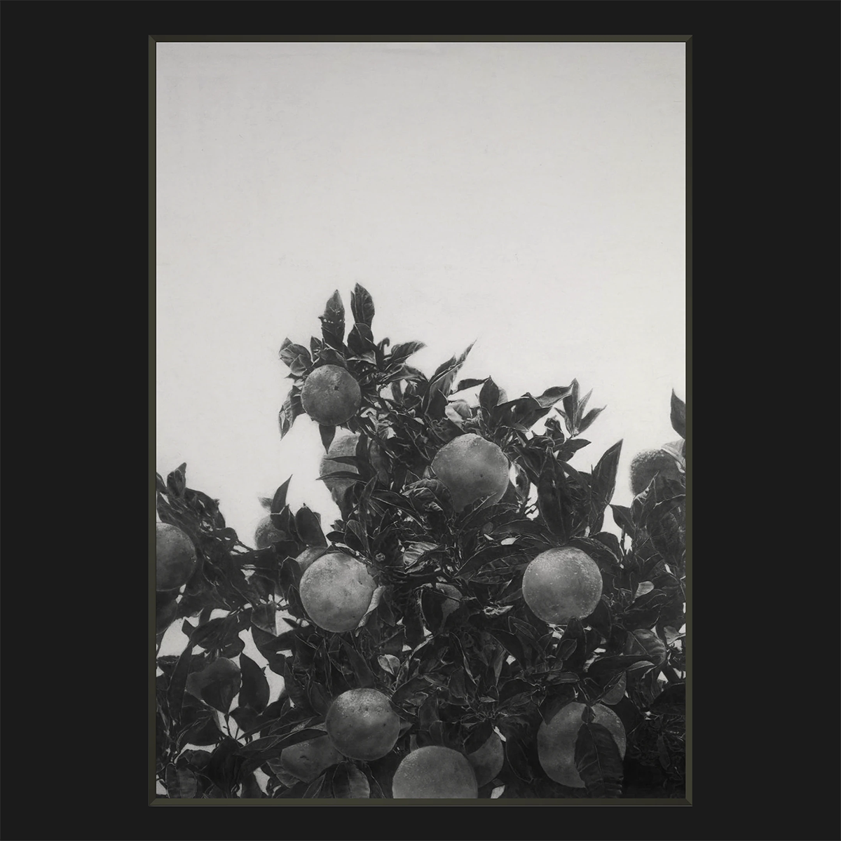 A black and white photorealistic drawing depicting a close-up of an orange tree with ripe oranges hanging from the branches against a pale sky, framed by a wide black border.